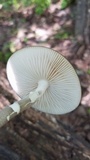 Oudemansiella furfuracea image