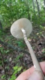 Oudemansiella furfuracea image