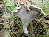 Gomphus clavatus image