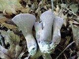 Gomphus clavatus image