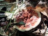 Hydnellum aurantiacum image