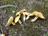 Suillus subaureus image