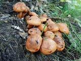 Tricholoma aurantium image