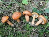 Tricholoma aurantium image