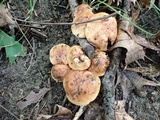 Tricholoma pessundatum image