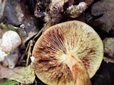 Tricholoma pessundatum image