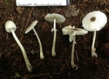 Leucocoprinus brebissonii image