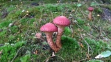 Suillus spraguei image