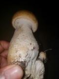 Macrocybe titans image