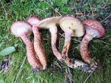 Suillus spraguei image