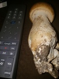 Macrocybe titans image