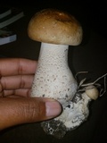 Macrocybe titans image
