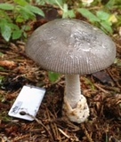 Amanita constricta image