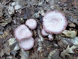 Lactarius subpurpureus image