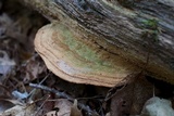 Daedalea quercina image