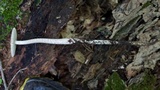 Oudemansiella furfuracea image