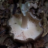 Megacollybia rodmanii image