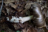Megacollybia rodmanii image