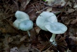 Clitocybe odora image