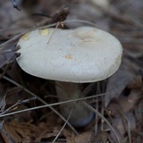 Boletus pallidus image