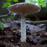 Lepiota clypeolaria image