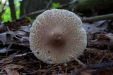 Lepiota clypeolaria image