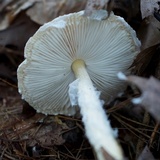 Lepiota clypeolaria image