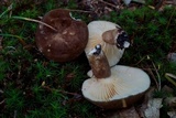 Lactarius lignyotus image