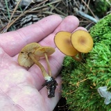 Callistosporium luteo-olivaceum image