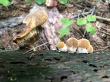 Tapinella atrotomentosa image