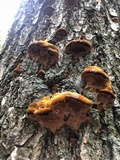 Phellinus gilvus image