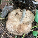 Gymnopus luxurians image