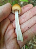 Amanita sinicoflava image