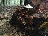 Mycena galericulata image