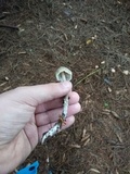 Mycena galericulata image