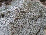 Loxospora elatina image
