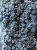 Loxospora elatina image
