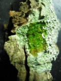Loxospora elatina image