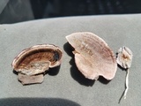 Hexagonia hirta image