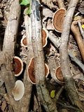 Hexagonia hirta image