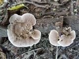 Hexagonia hirta image