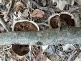 Hexagonia hirta image