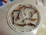 Ganoderma resinaceum image