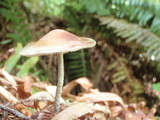 Hypholoma marginatum image