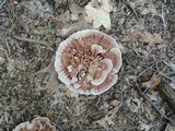 Hydnellum scrobiculatum image
