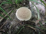 Leccinum subleucophaeum image