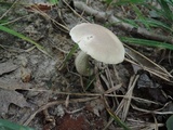 Leccinum subleucophaeum image