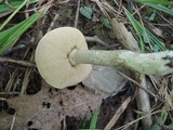 Leccinum subleucophaeum image