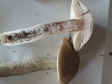 Leccinum subleucophaeum image