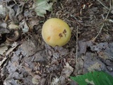 Cortinarius vibratilis image